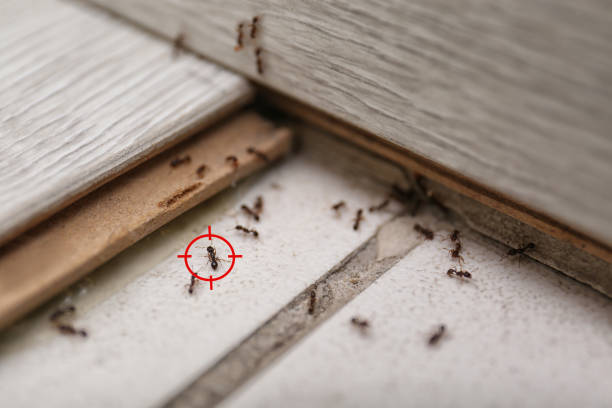 Best Emergency Pest Control  in Goldsboro, NC