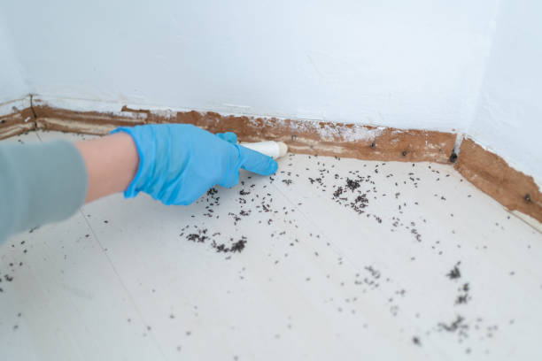 Best Wasp Removal Services  in Goldsboro, NC